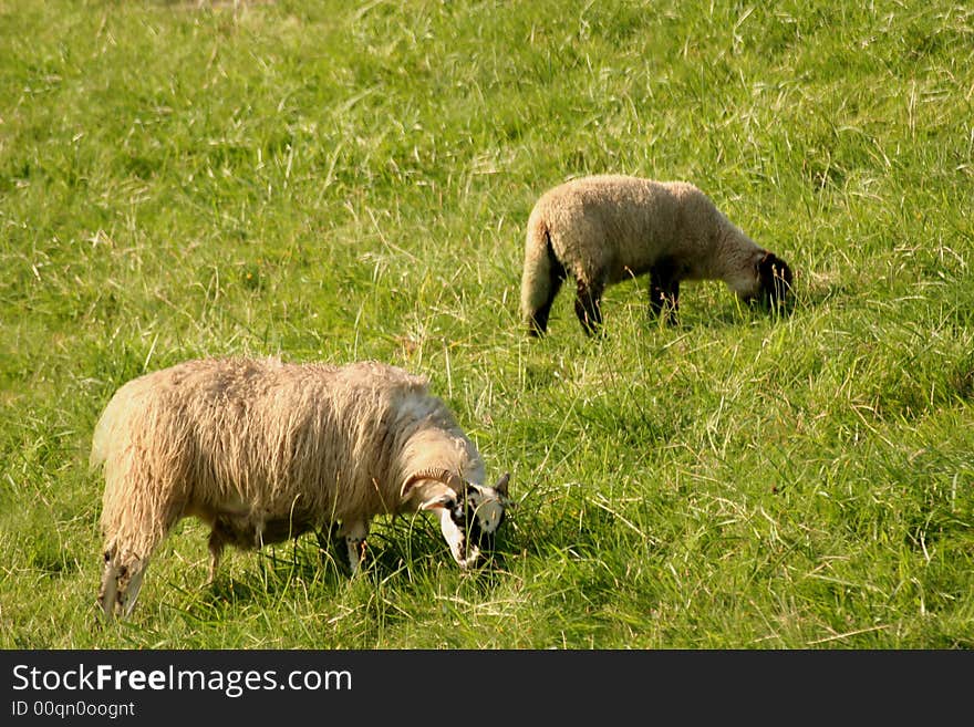 Sheeps on a hill near Hamburg.