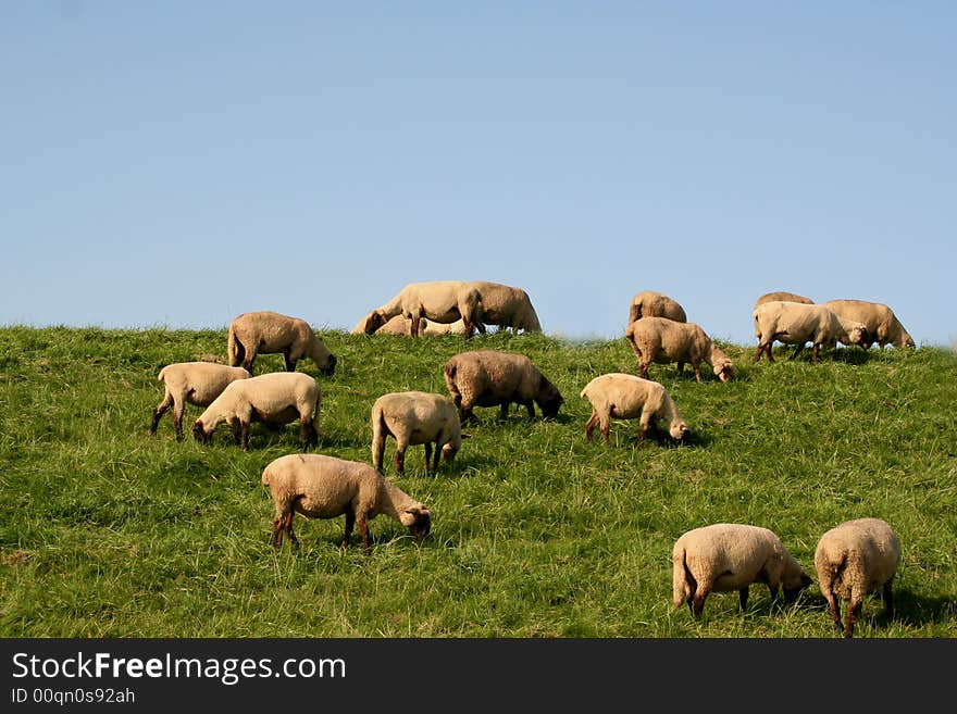 Sheeps on a hill near Hamburg.