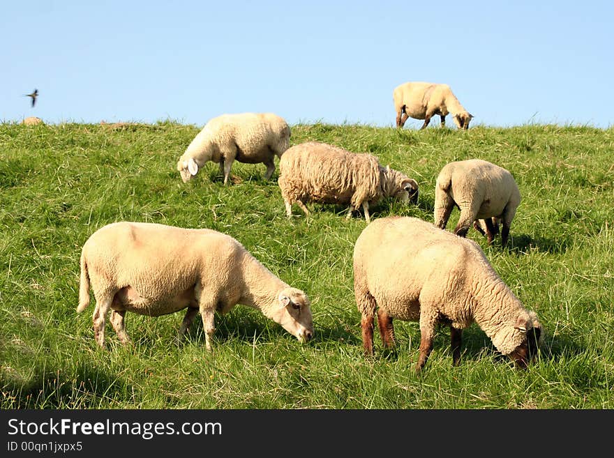 Sheeps on a hill near Hamburg.