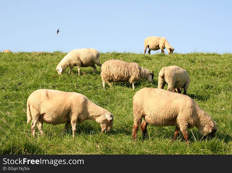 Sheeps on a hill near Hamburg.