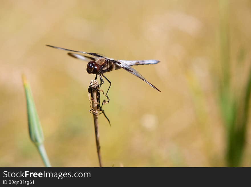 Large blue dragon fly perched on a stick thinking. Large blue dragon fly perched on a stick thinking