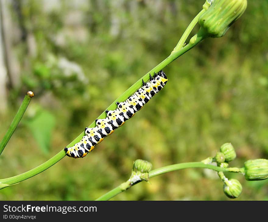 Wreckers of plants