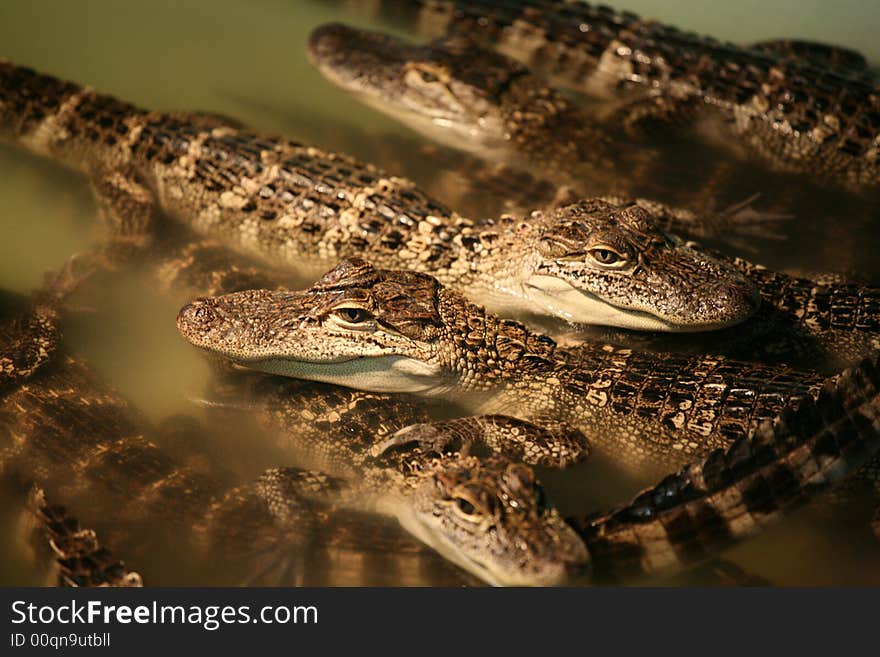 Alligators babies in the water. Alligators babies in the water