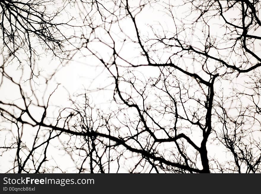 Branches of multiple trees layered against the sky