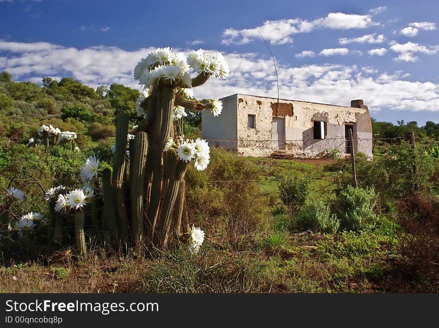 Flowering cactus against desolate country house