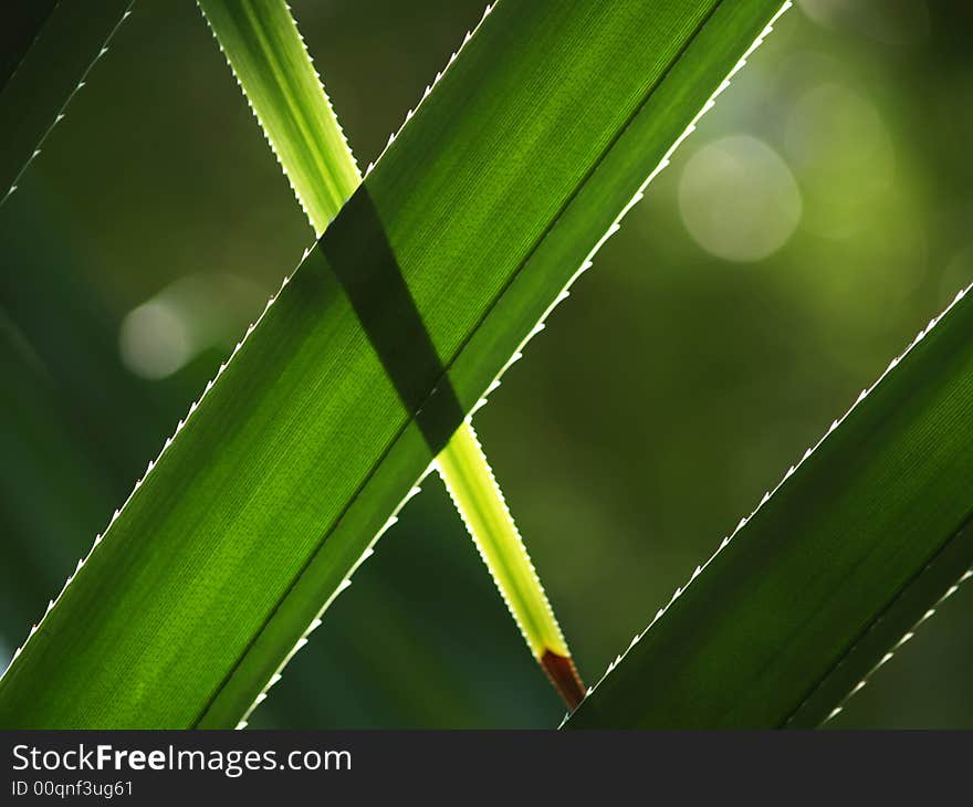 Greens and thorns