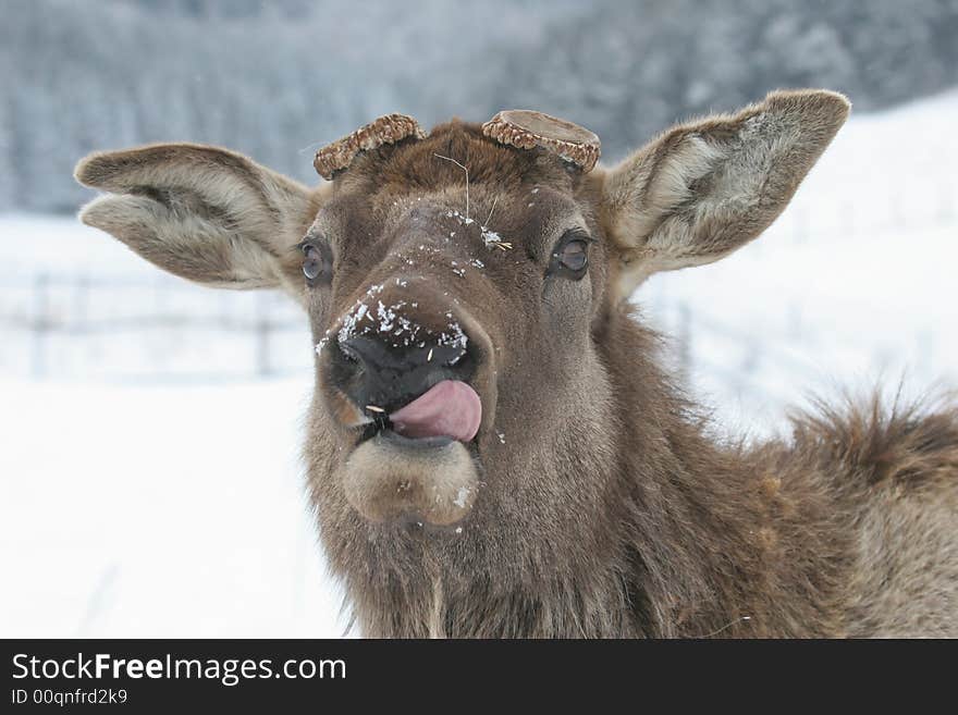 Deer has no horn in winter