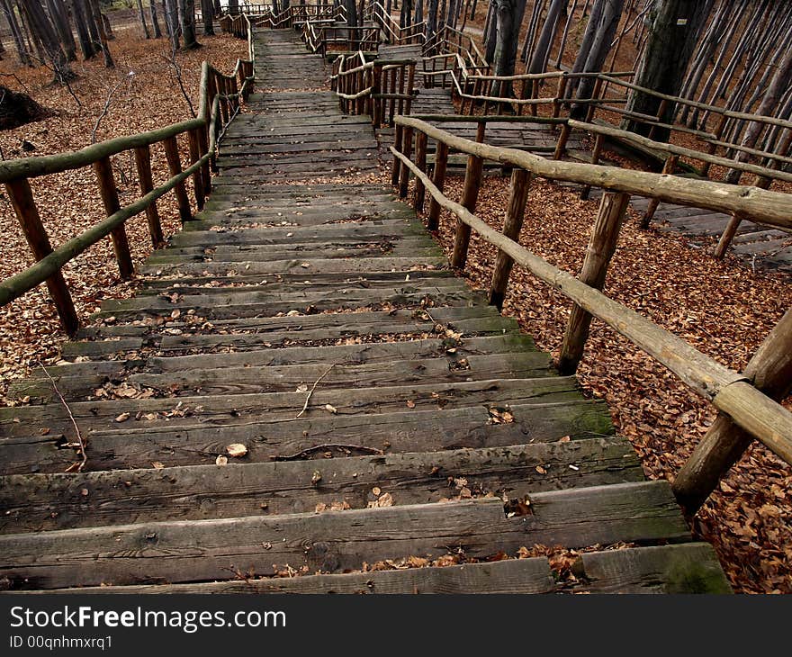 Stairs in forest