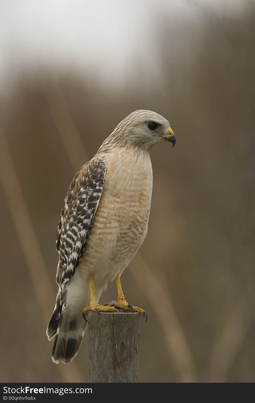 Red-shouldered Hawk perched on a fence post