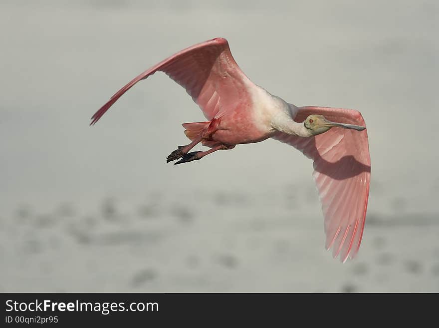 A Roseate Spoonbill flying across the lake. A Roseate Spoonbill flying across the lake