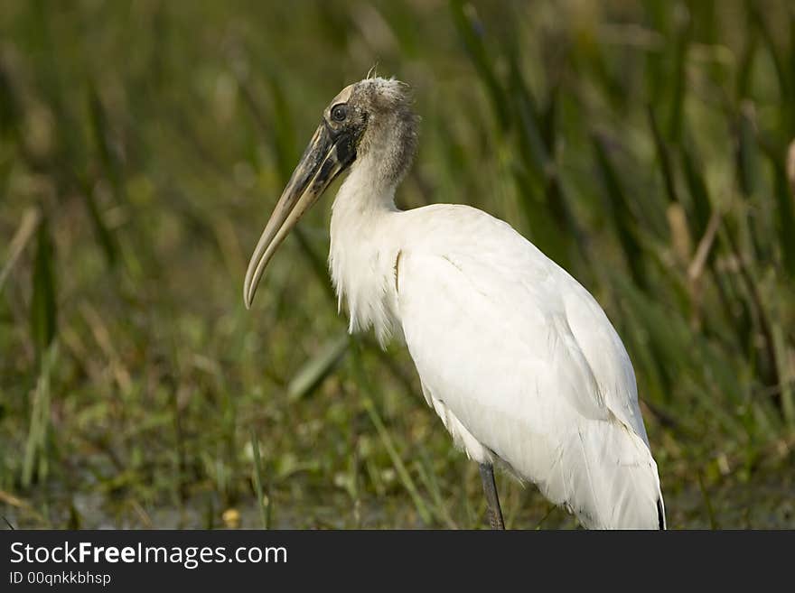 Young Wood Stork at rest