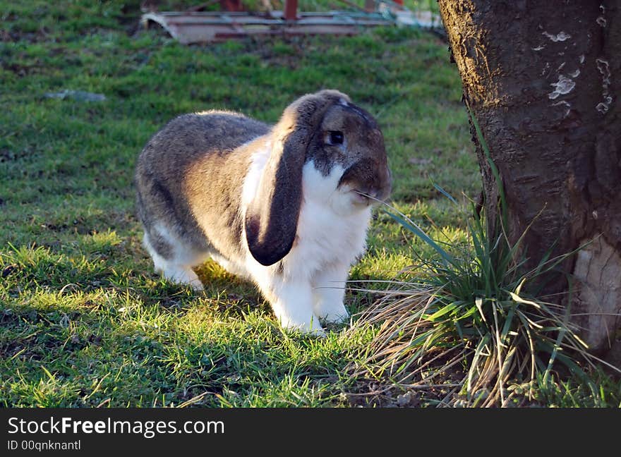 Cute rabbit with long ears