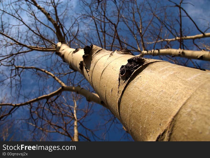 White birch