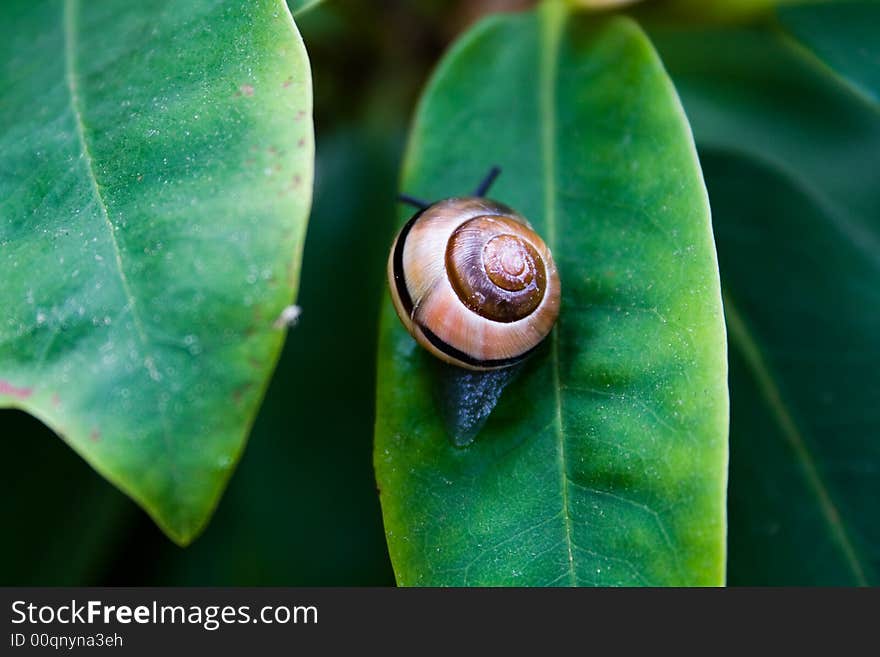 Close-up Nature