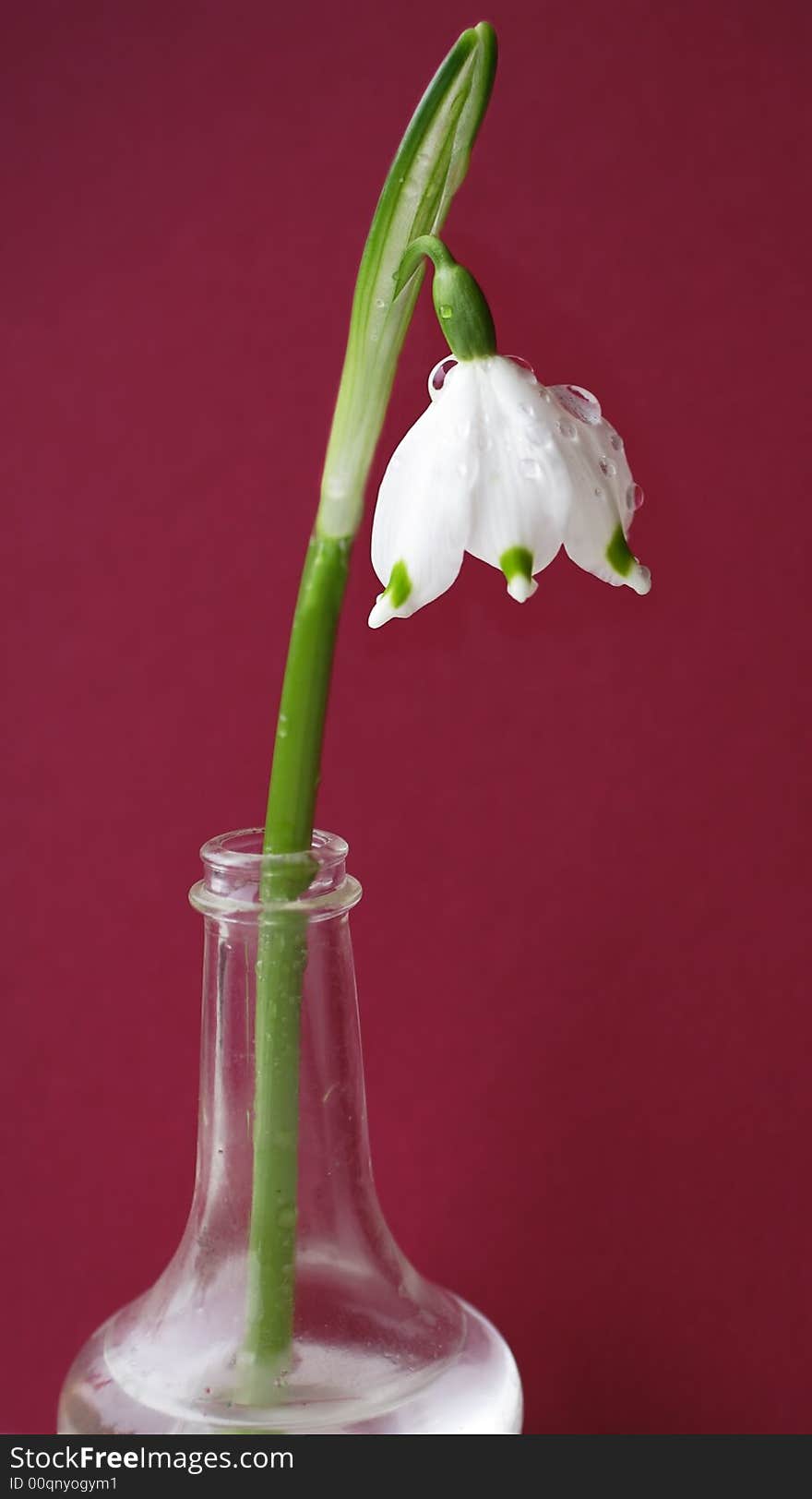 Leucojum flower on red background, close-up