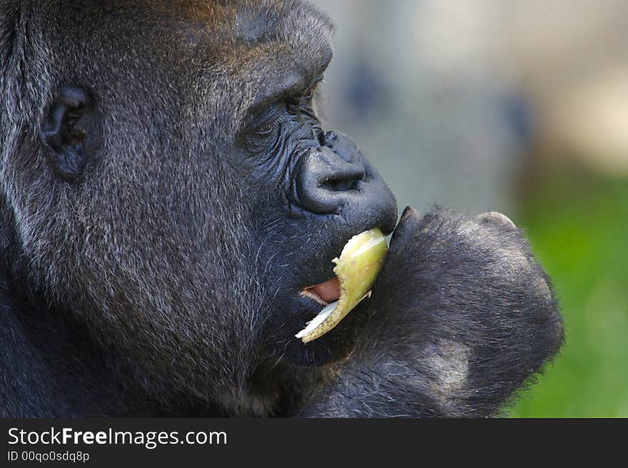 Western Lowland Gorilla