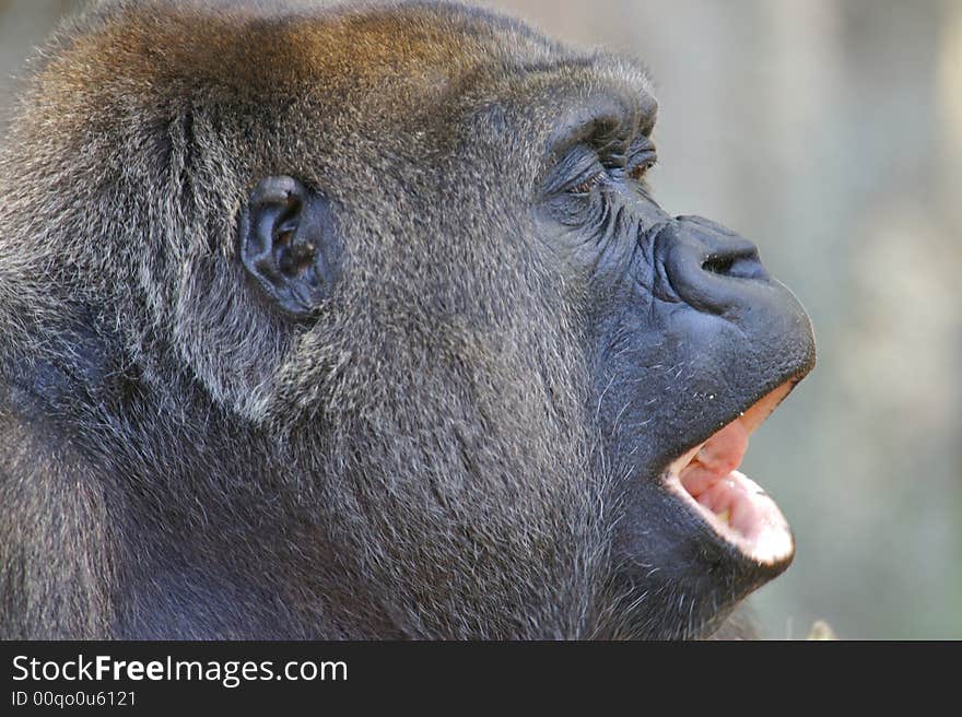 Western Lowland Gorilla