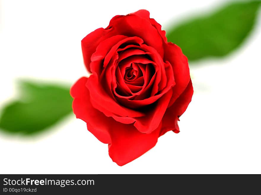 A shot of a red rose