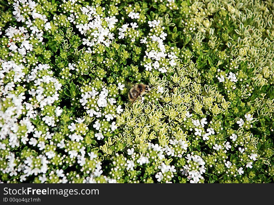 Tiny White Flowers