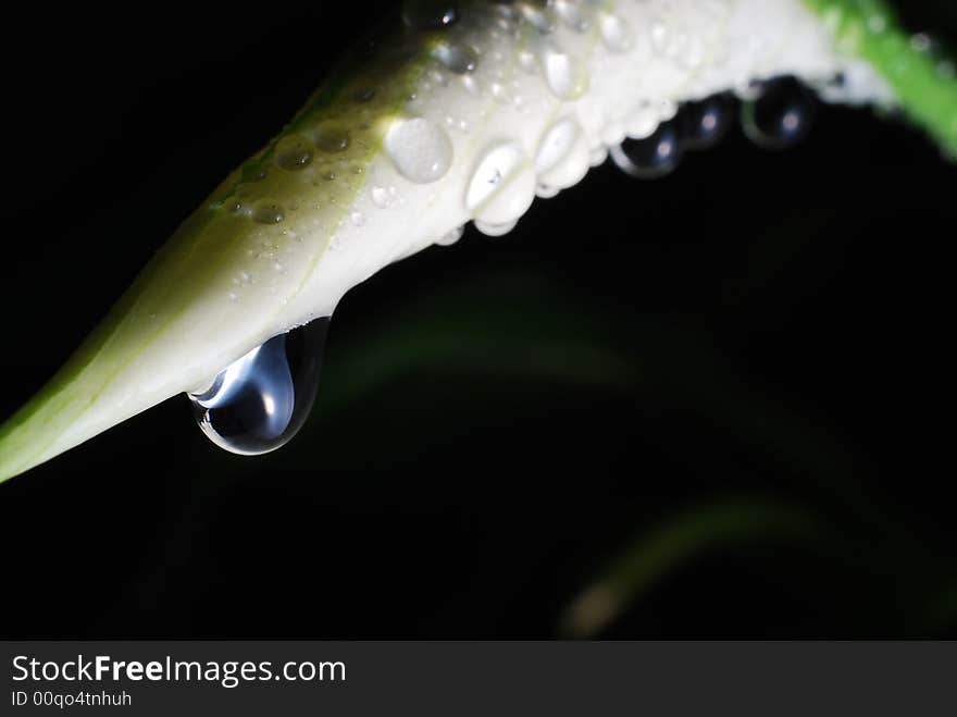 Water droplets on a peace Lily with dark background. Water droplets on a peace Lily with dark background.