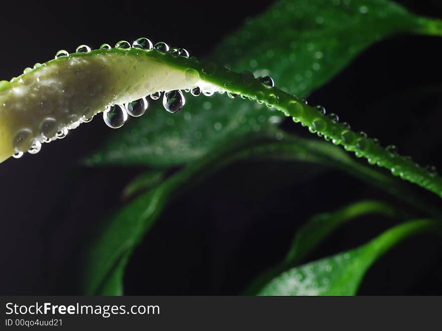 Water droplets on a peace Lily with dark background. Water droplets on a peace Lily with dark background.