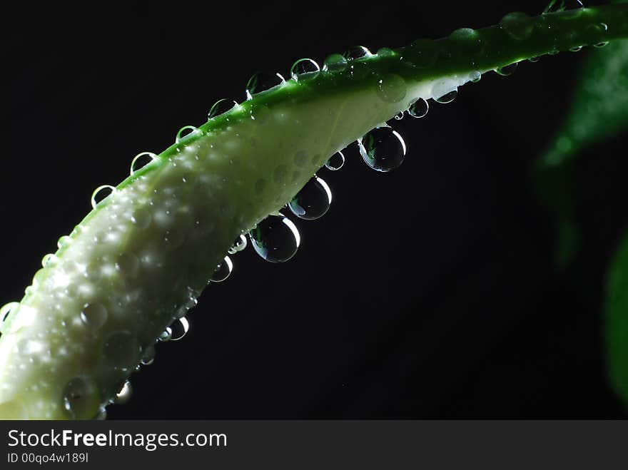 Water droplets on a peace Lily with dark background. Water droplets on a peace Lily with dark background.