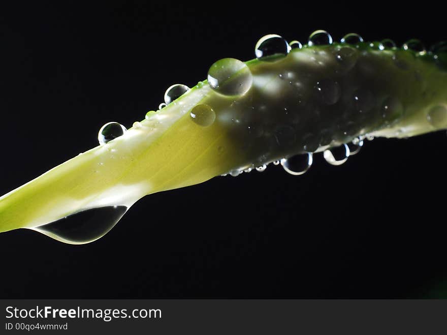 Water droplets on a peace Lily with dark background. Water droplets on a peace Lily with dark background.