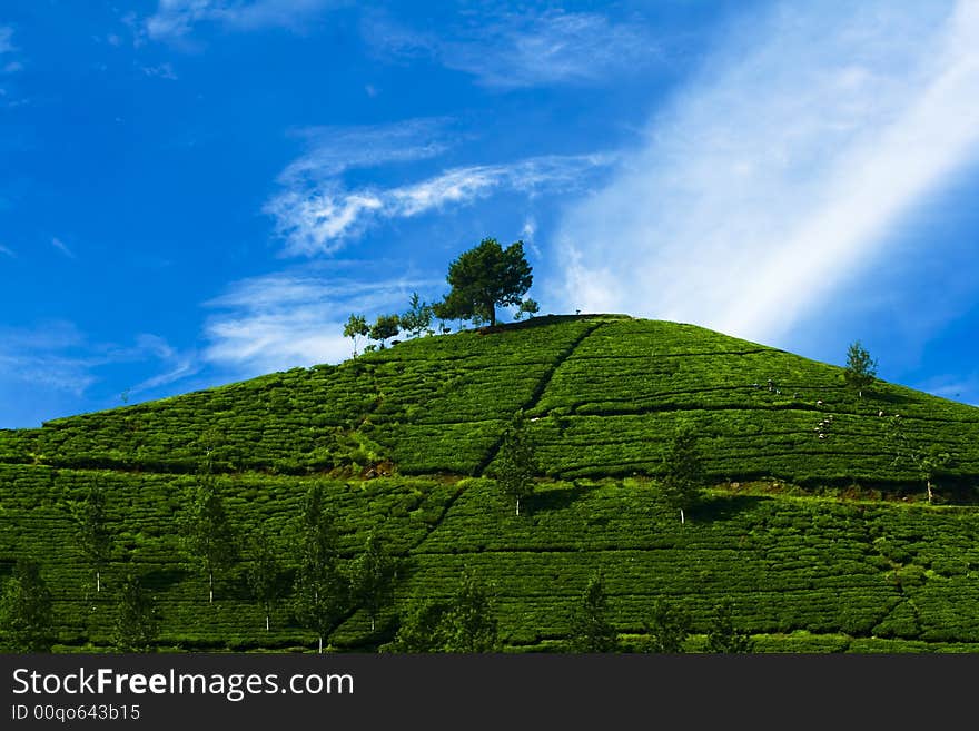 Tea plantation on top of the hill