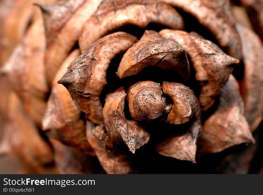 A close up picture of a pine cone from above.