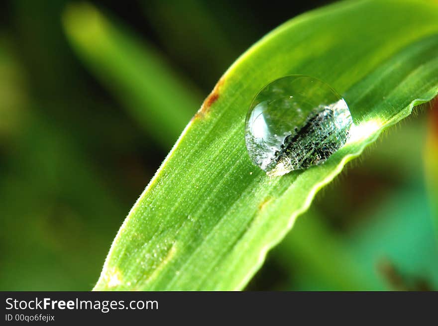 A droplet of water on a blade of grass. A droplet of water on a blade of grass