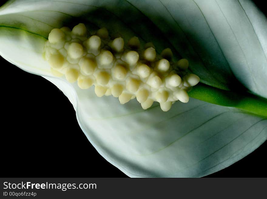 Peace Lilly up close