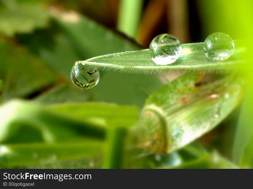 A droplet of water on a blade of grass. A droplet of water on a blade of grass