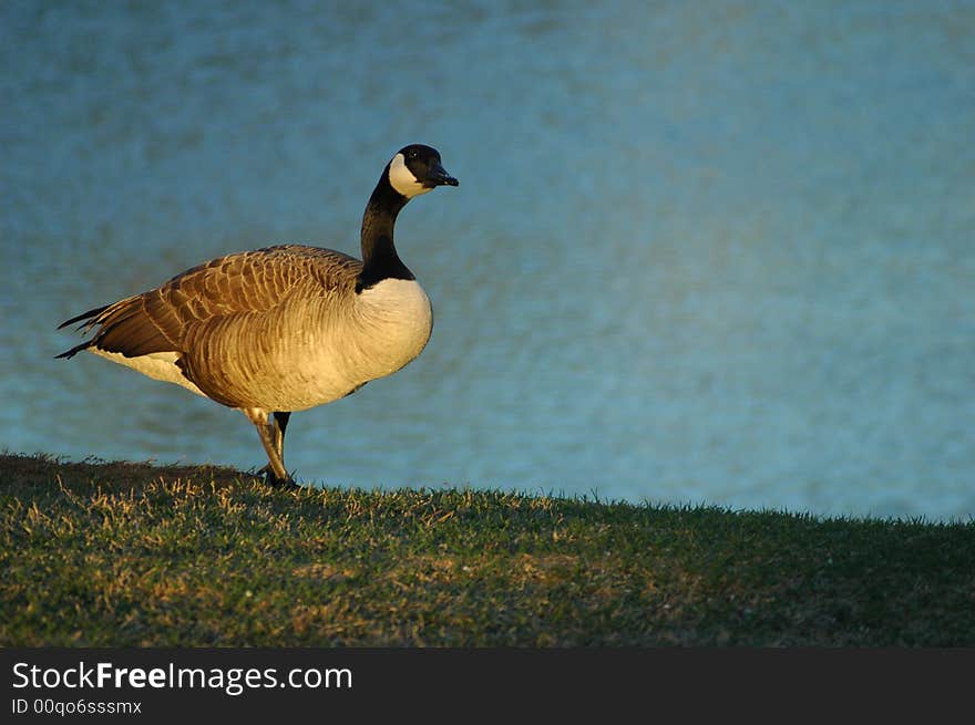 A Canadian Goose by a lake at sunset. A Canadian Goose by a lake at sunset.