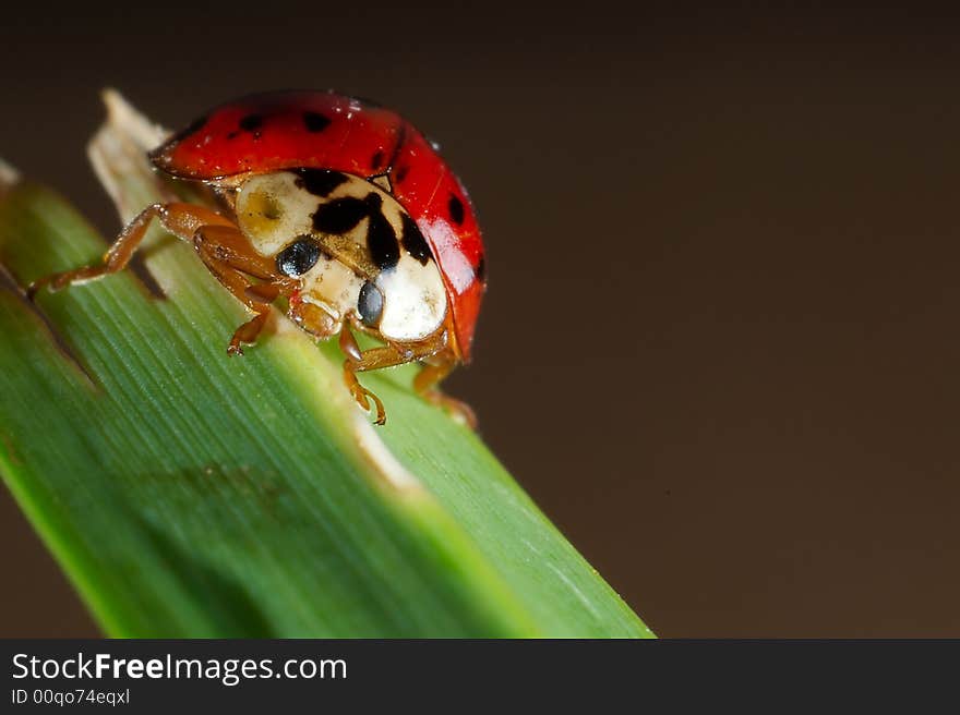 Lady Bug Close Up 02