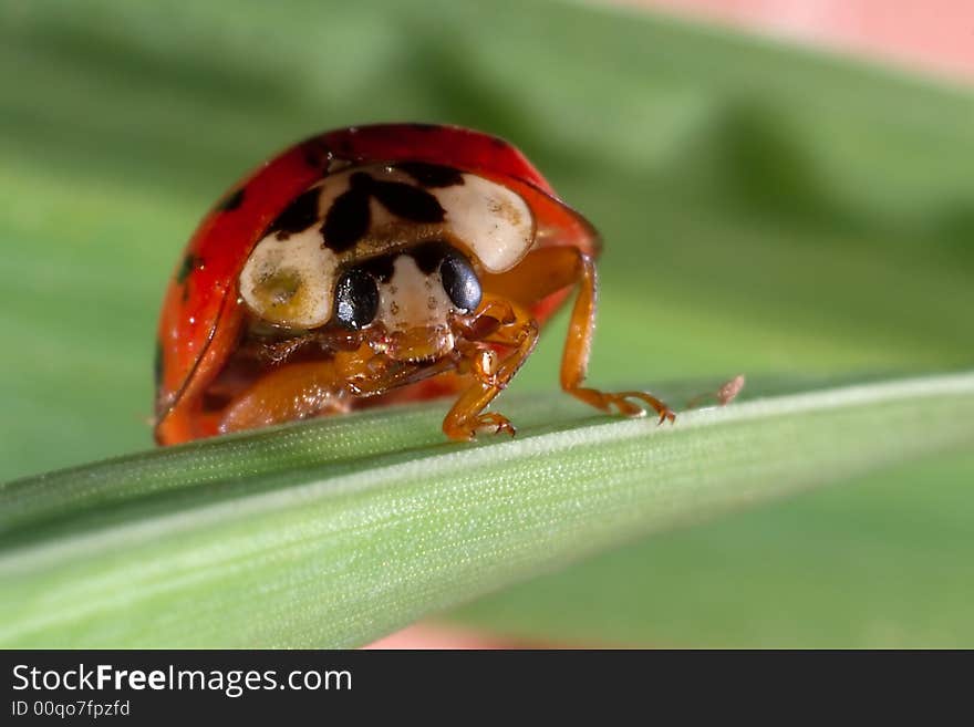 Lady Bug Close up 04