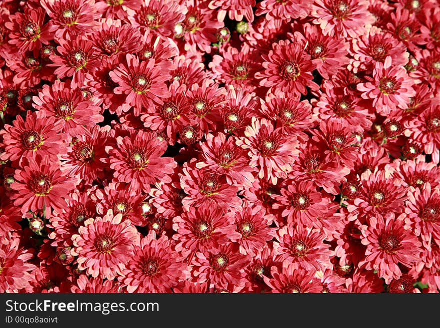 Fall Mums