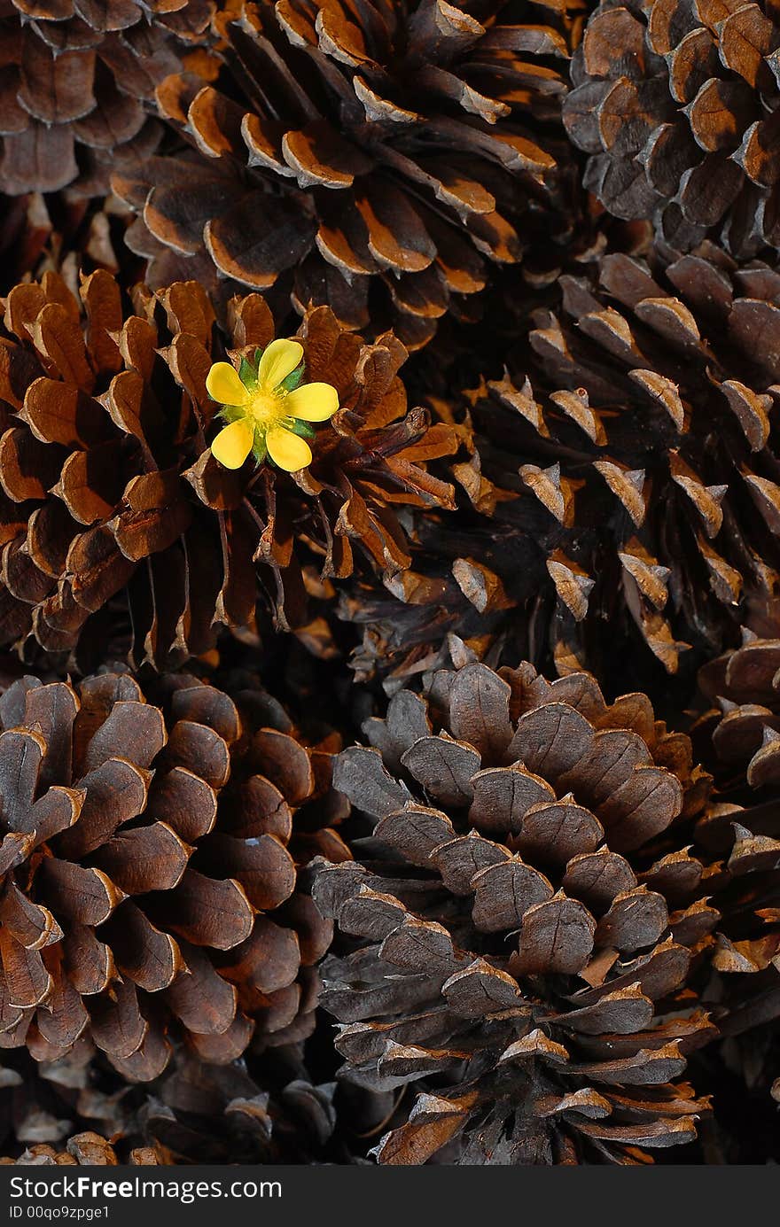 Flower in pine cone