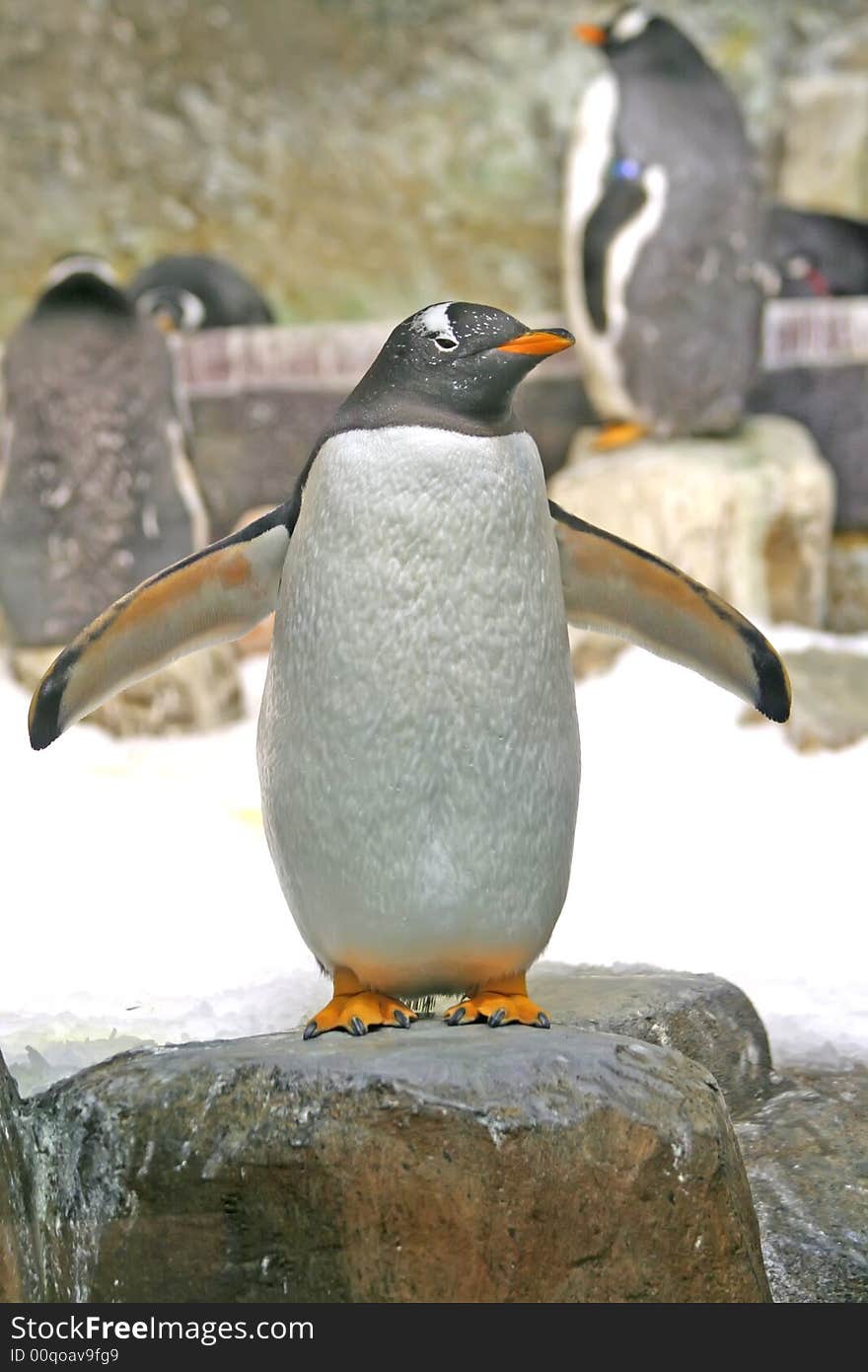 Penguin In A Rock.