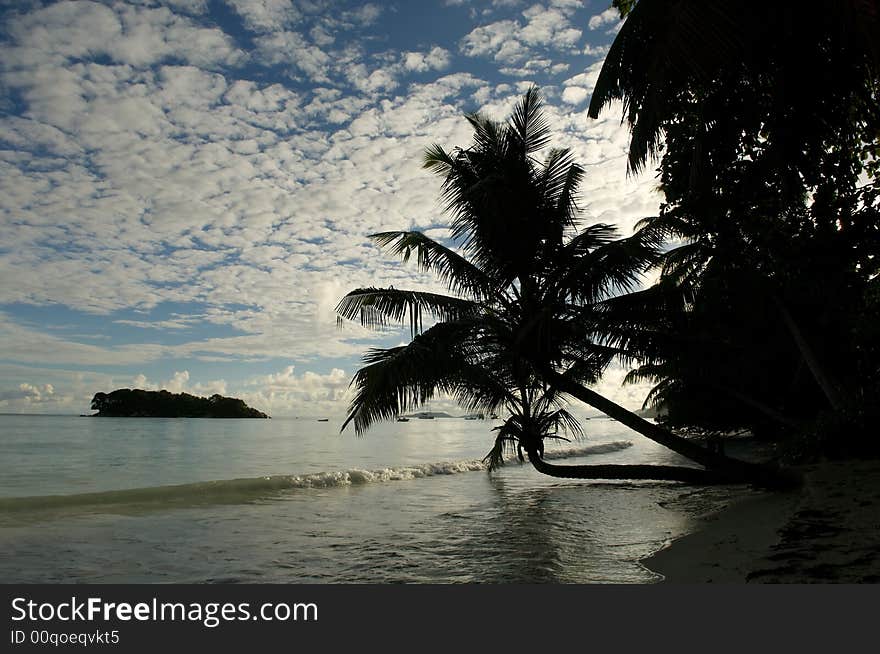 Palm tree on a background of the sea