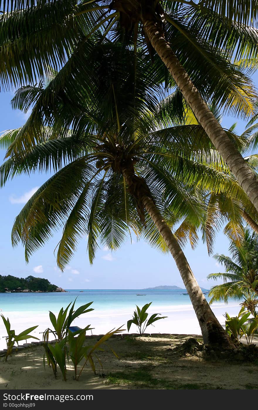 Palm tree on a background of the sea