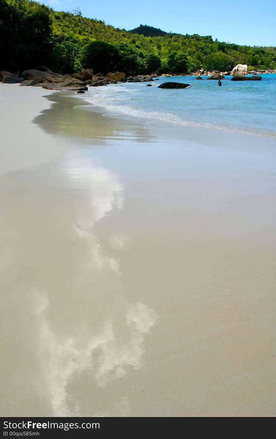 Palm tree on a background of the sea