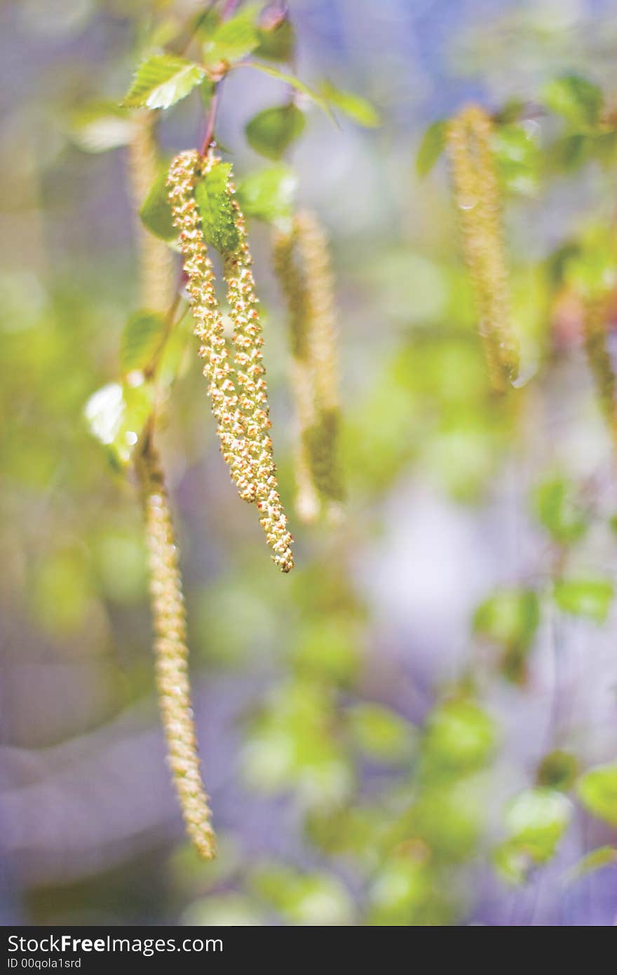 Catkin of birch background in spring