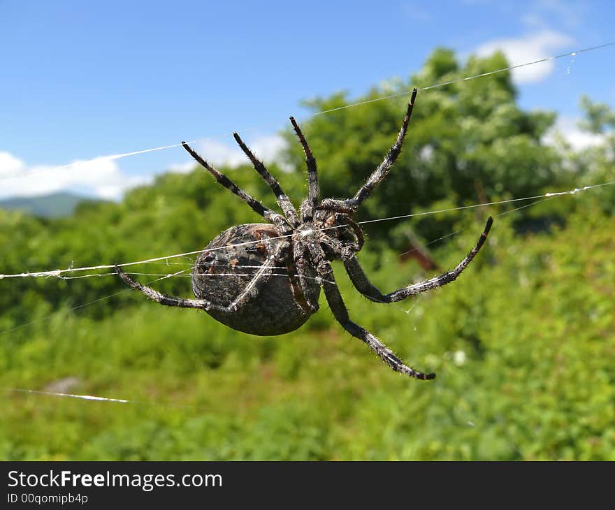 A close-up of a spider. The spider weaves its net. South of Russian Far East. A close-up of a spider. The spider weaves its net. South of Russian Far East.