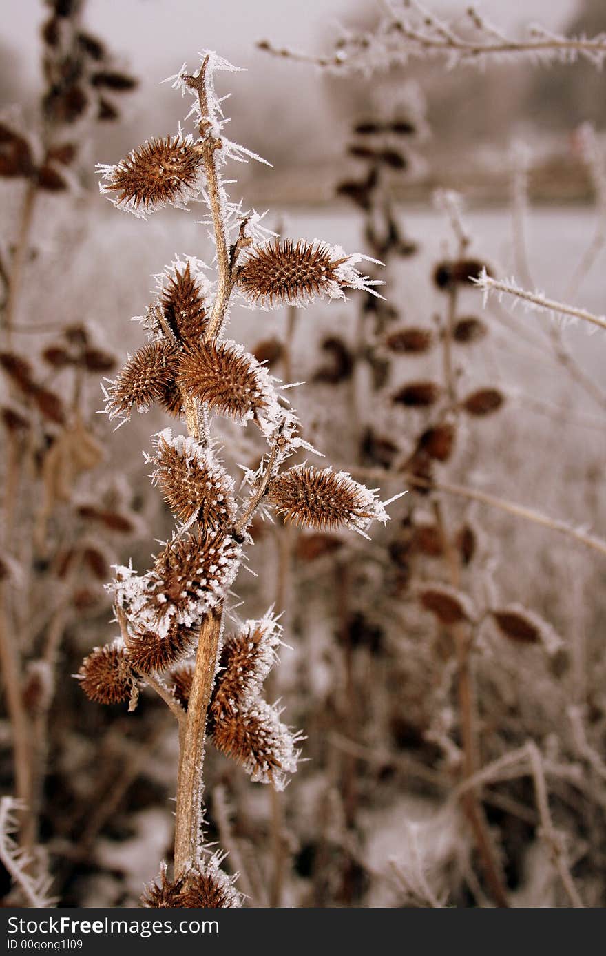 Frost bitten nature, cold weather, winter time. Frost bitten nature, cold weather, winter time