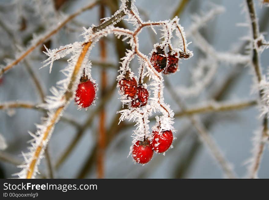 Frost bitten nature, cold weather, winter time. Frost bitten nature, cold weather, winter time