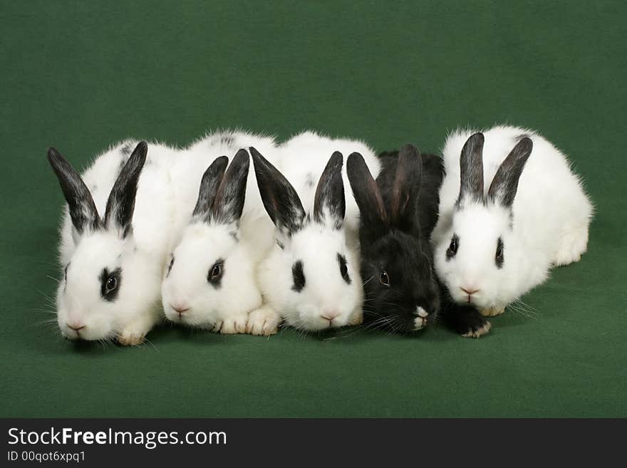 Close up portrait of five cute rabbits. Close up portrait of five cute rabbits