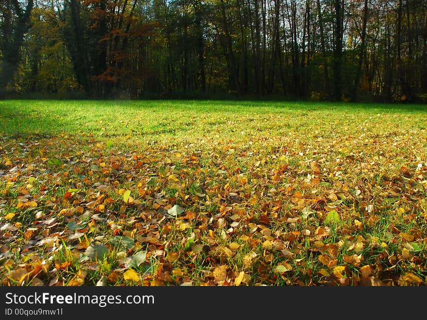 A field with leaves and rising sun. A field with leaves and rising sun