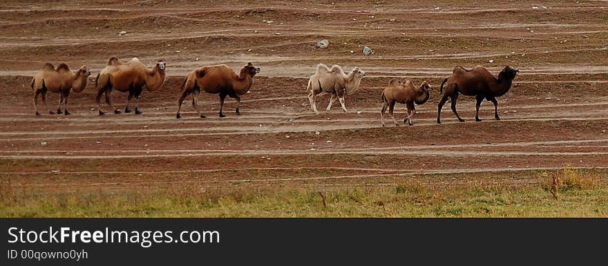 Camels In Line