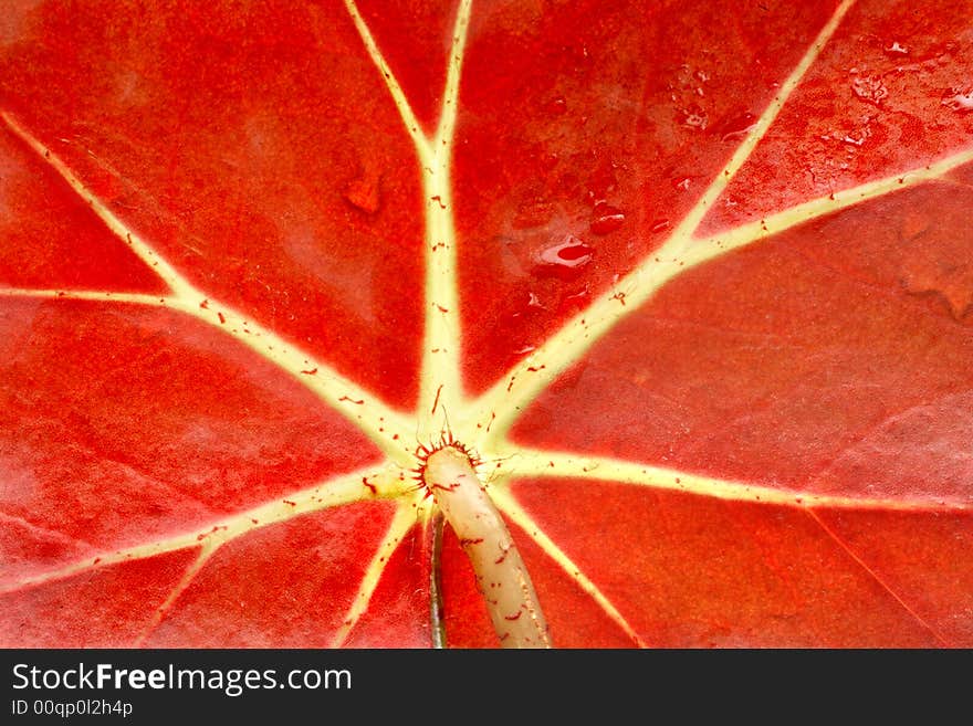 Backlit details of a wet red tropical leaf with yellow veins after an an afternoon rain shower. Backlit details of a wet red tropical leaf with yellow veins after an an afternoon rain shower.