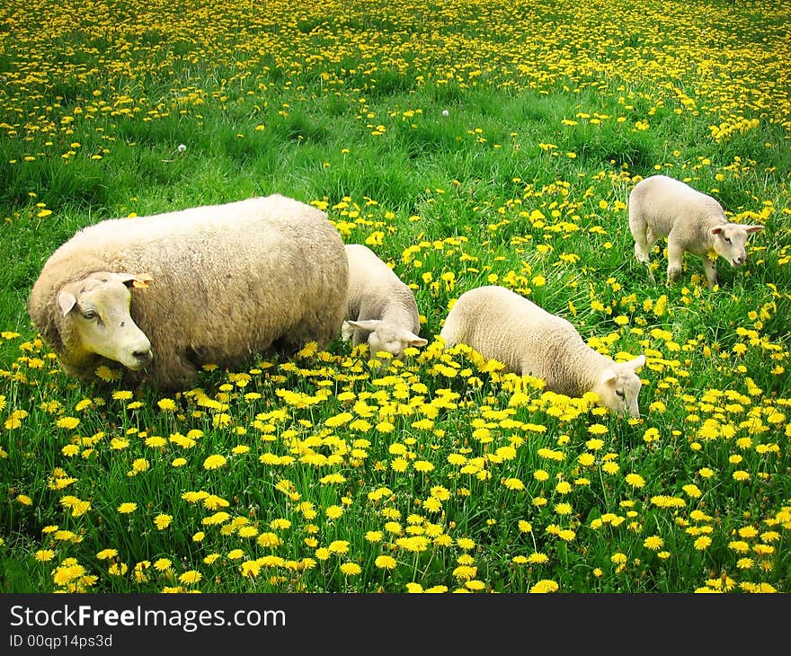 Sheep in a meadow covered with dandelions. Sheep in a meadow covered with dandelions